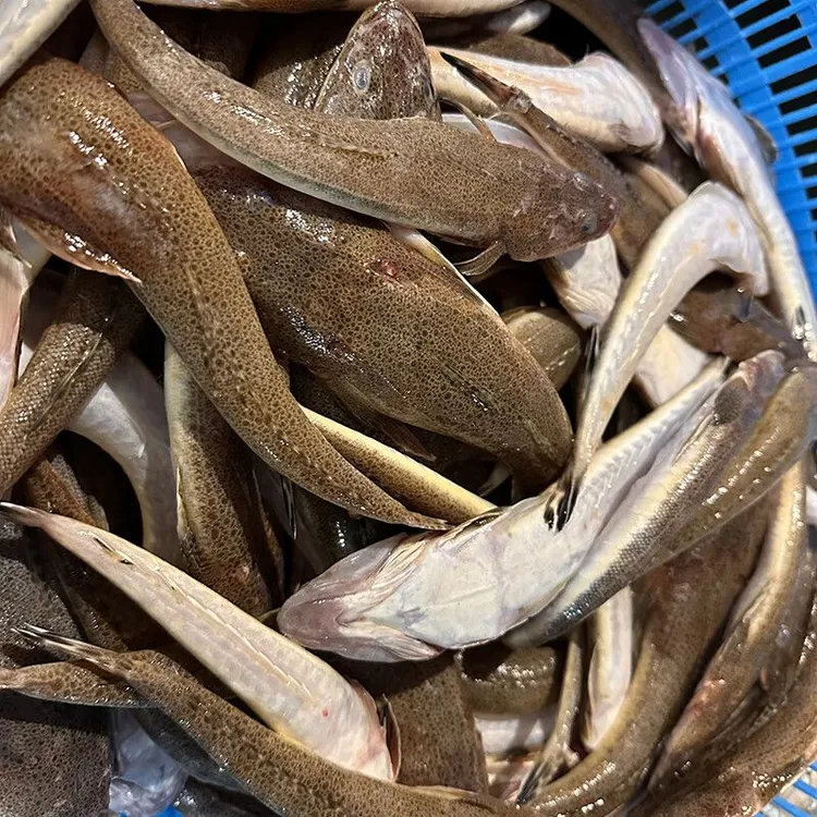 渤海湾野生箭头鱼 牛辫子鱼 牛尾鱼