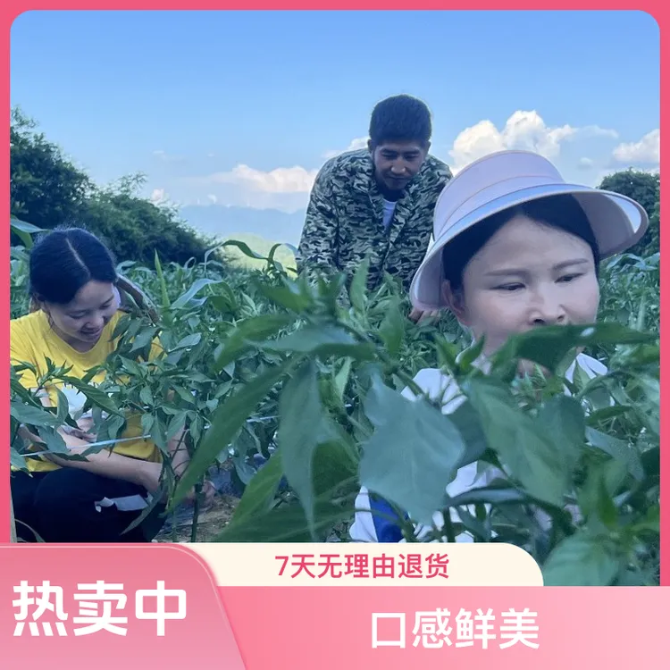 老鸡自种高山软皮线椒现摘现发五斤装包邮