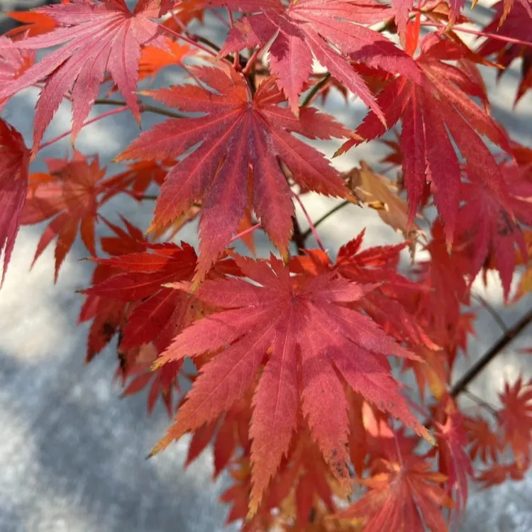 精品热销日本枫“松枫”进口彩叶枫盆景阳台庭院景观造景易养包邮