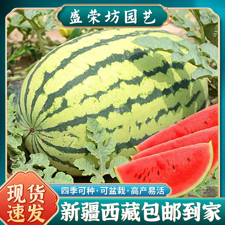 【新疆包邮】可盆栽懒人西瓜种子高甜早熟懒汉瓜王四季播种简单
