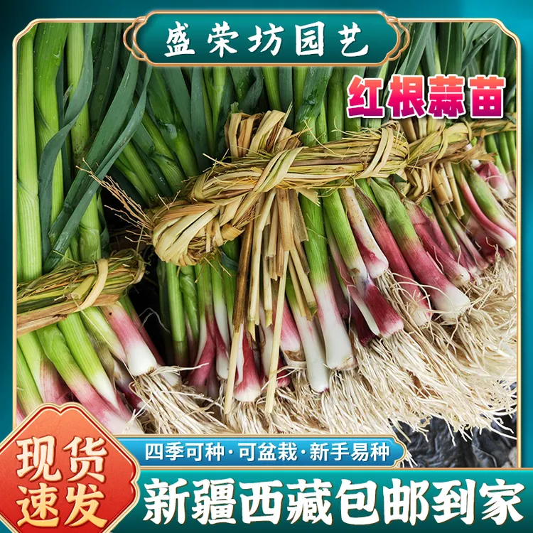 【新疆西藏包邮】香蒜种子四季硬叶蒜苗红头蒜三茬连爆香蔬菜种子