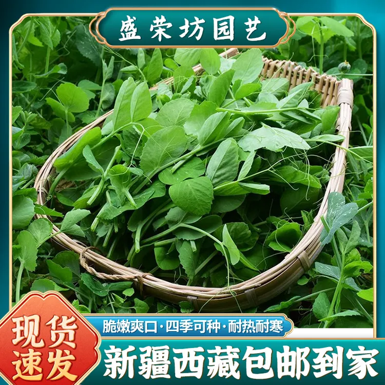 【新疆包邮】豌豆尖苗种子高产蔬菜豌豆尖芽苗菜四季播种种孑籽