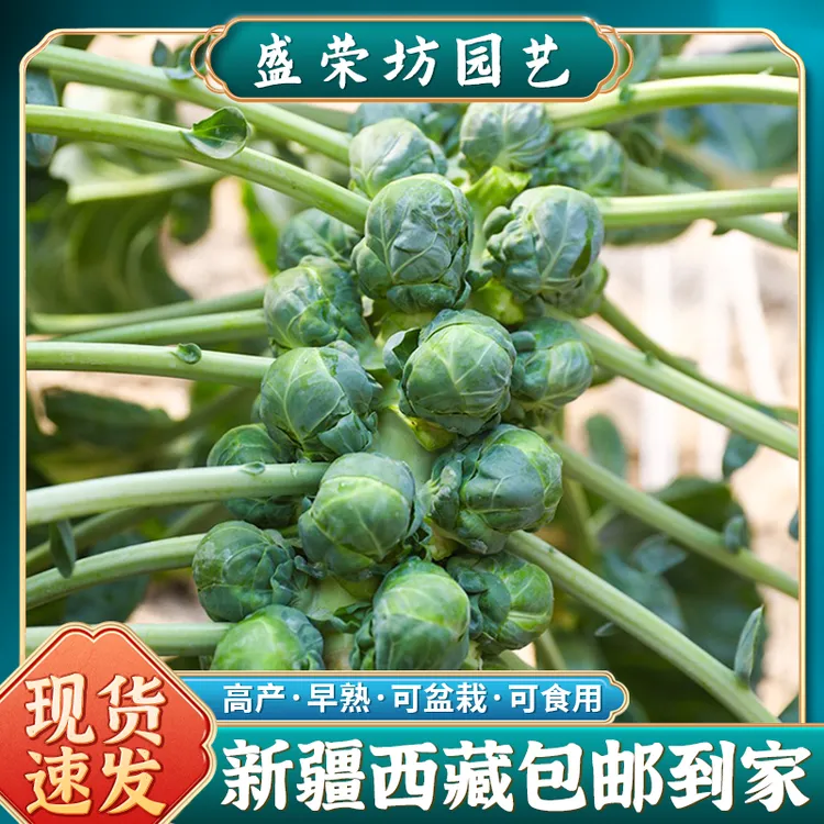 【新疆包邮】孢子甘蓝种子苗甘兰种籽特色春秋四季盆栽阳台蔬菜