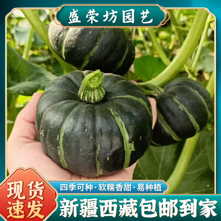 【新疆包邮】可盆栽迷你绿贝贝南瓜种子高产板栗香甜四季种籽孑