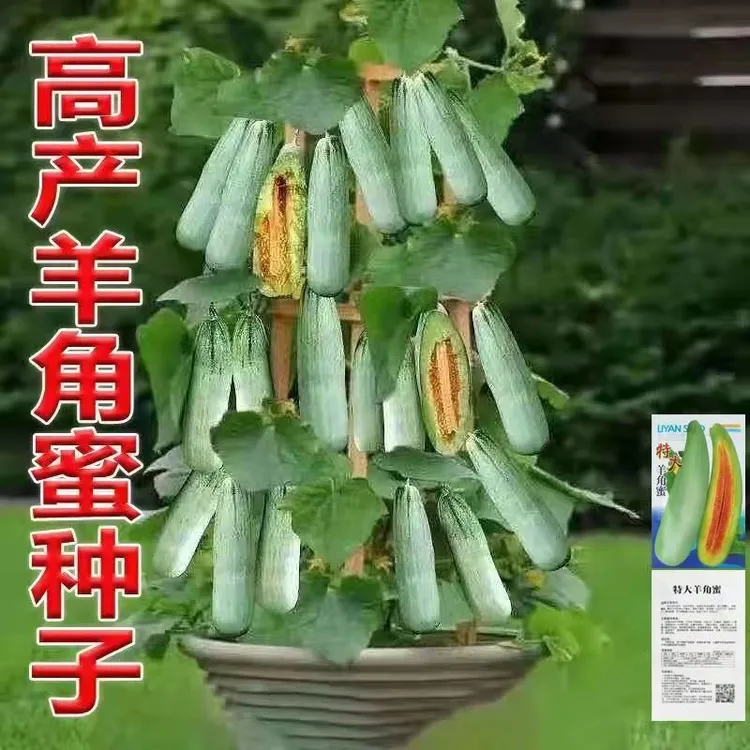 【新疆包邮】甜脆羊角蜜甜瓜种子田园阳台盆栽甜香瓜