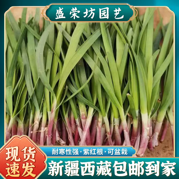 【新疆包邮】紫根韭菜红根韭菜四季播种阳台小院盆栽宽叶蔬菜种籽
