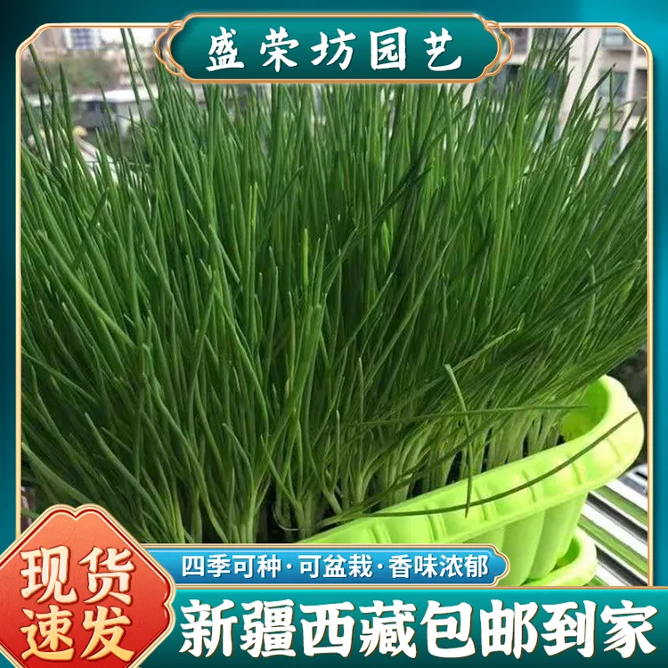 【新疆包邮】四季小香葱种籽盆栽蔬菜种籽播易种蔬果种子庭院阳台