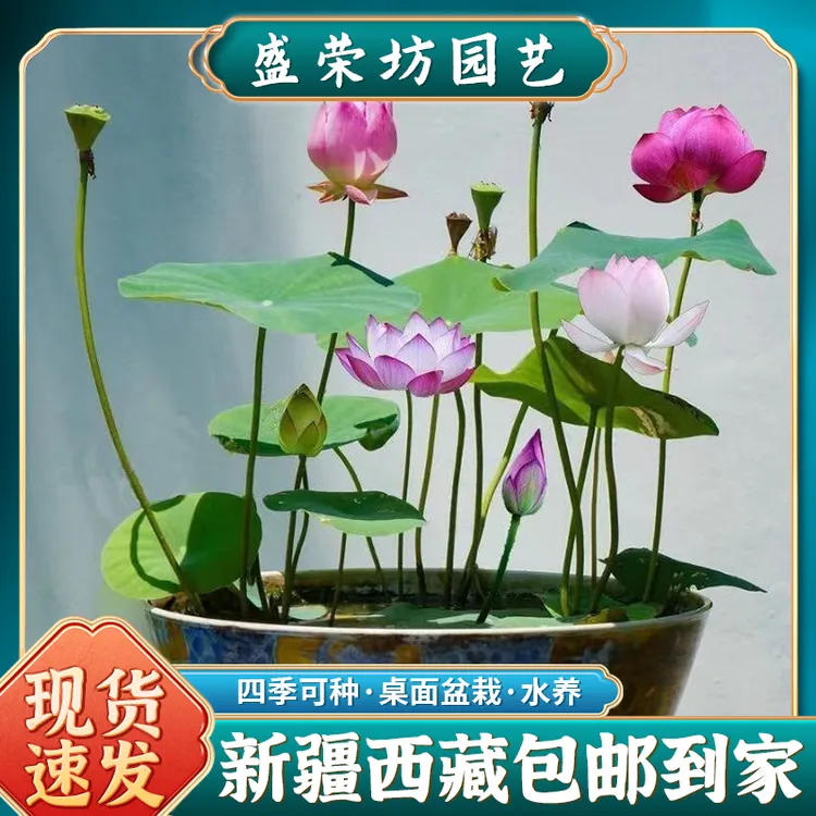 【新疆包邮】碗莲种子可盆栽无土荷花种子四季睡莲花籽桌面迷你绿植