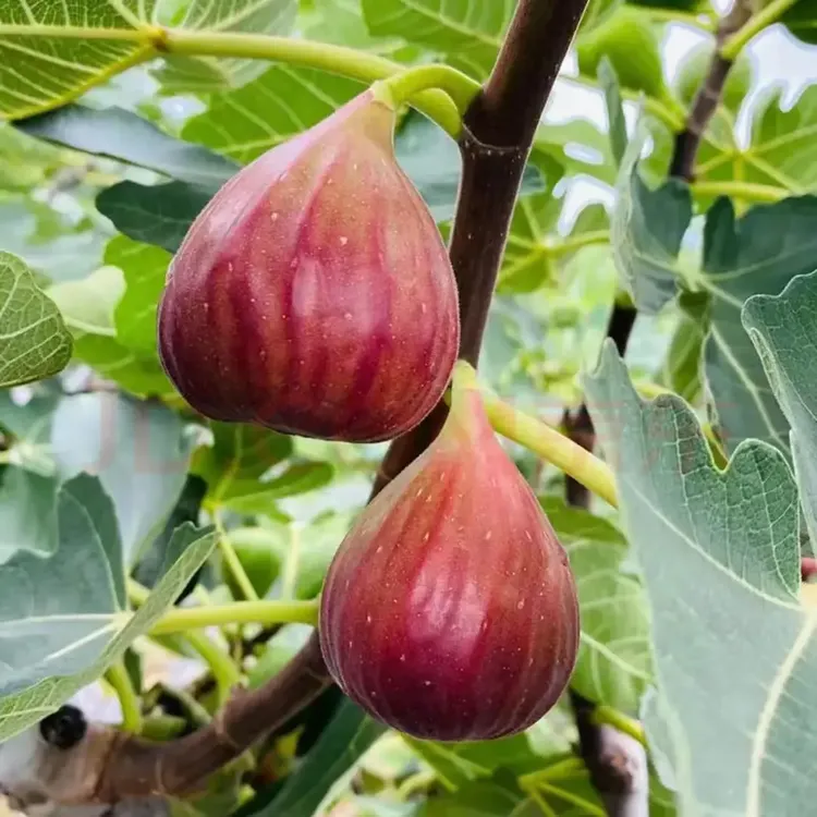 【新疆包邮】无花果种子四季播种阳台盆栽小院种植简单高产水果