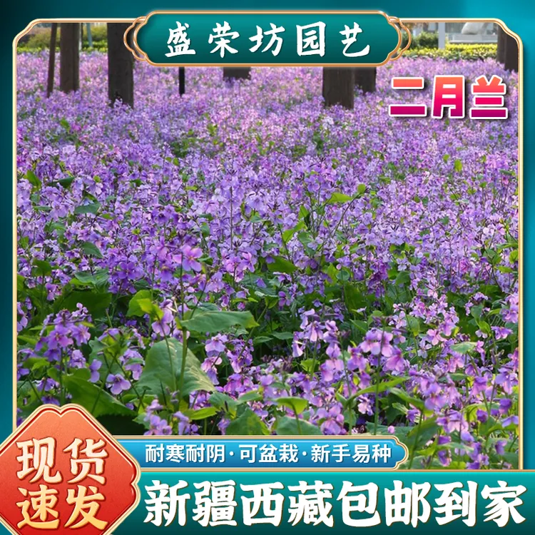 【新疆包邮】二月兰种子耐寒阳台庭院播种园艺绿化景观花卉种籽