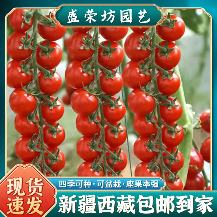 【新疆包邮】瀑布小番茄种植子千禧樱桃西红柿圣女果四季种植籽