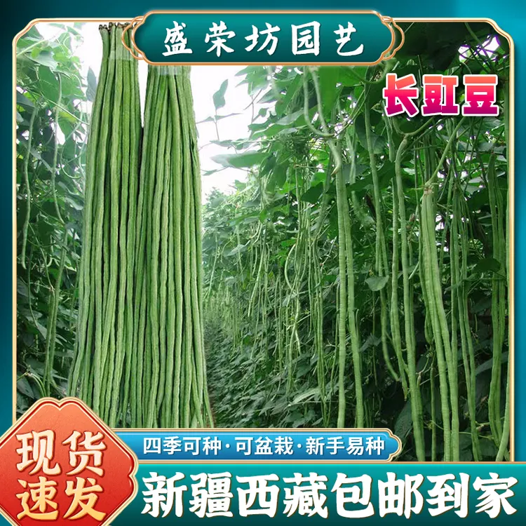 【新疆西藏包邮】长豆角种子豇豆蔬菜孑阳台菜豆好吃简单易种菜籽