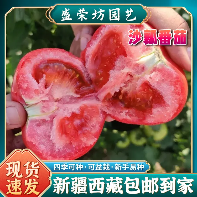 【新疆包邮】老品种大粉西红柿种子大番茄毛粉柿子菜四季蔬菜种籽