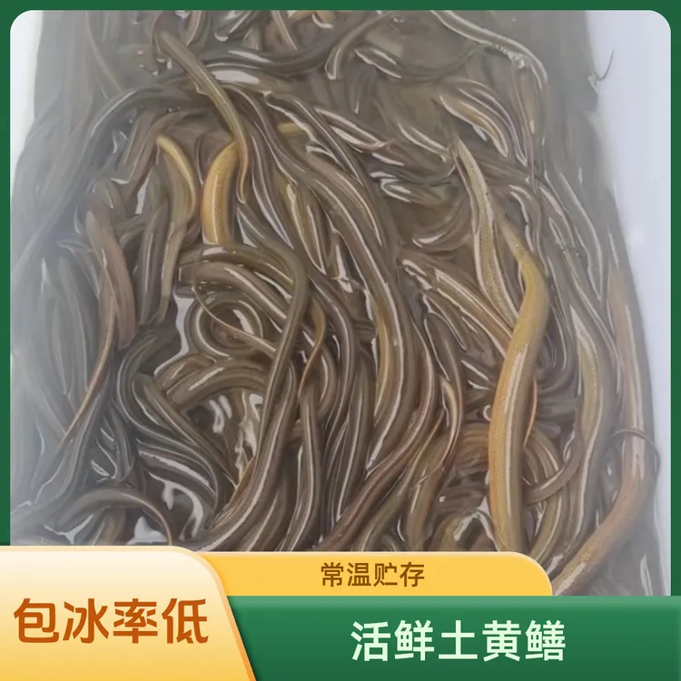 稻田土黄鳝 新鲜包邮活到家 优质黄鳝