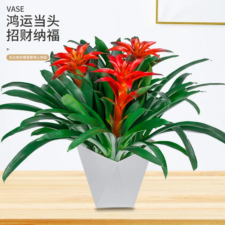 鸿运当头盆栽水培小红星凤梨花带花绿植室内客厅大型办公室绿植9