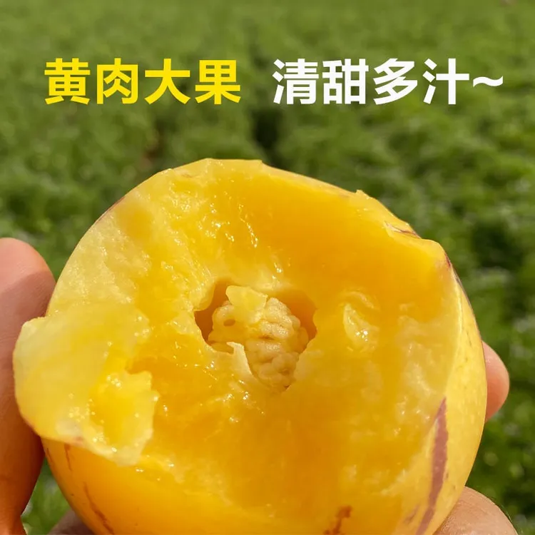 【京东或顺丰】E云南石林人参果树上自然成熟黄肉低糖皮薄清甜多汁