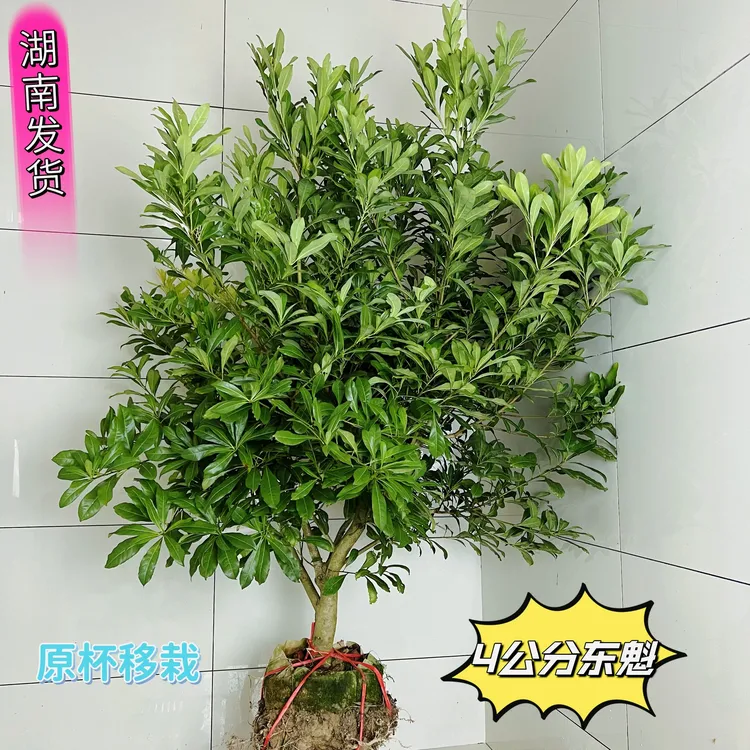 黑炭、东魁、台梅杨梅果树杯苗一物一拍 基地直发包邮、以树为媒