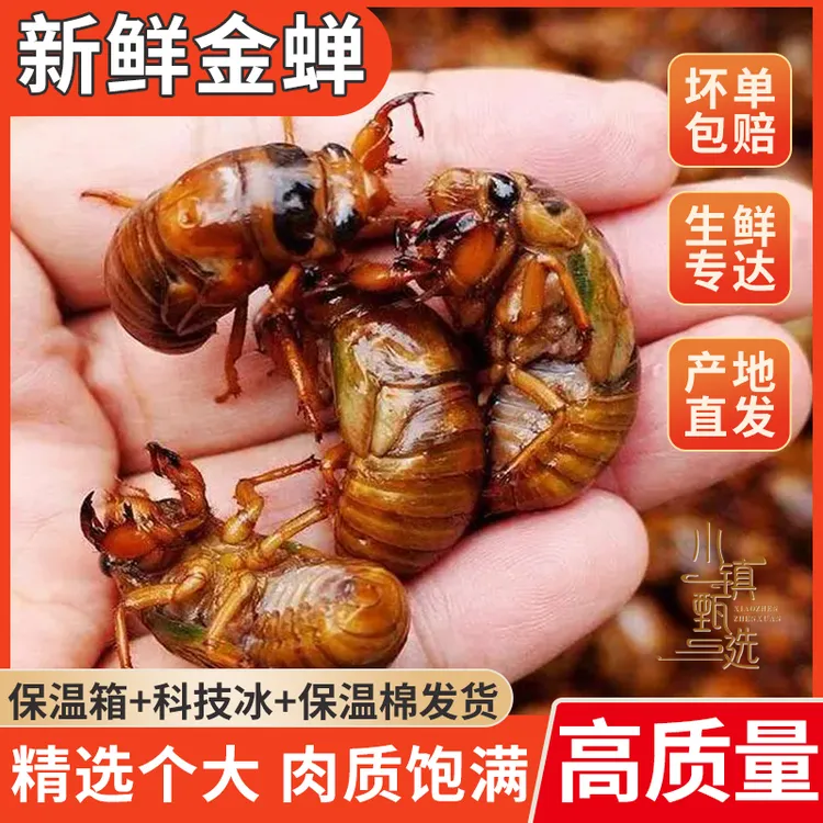 【顺丰包邮】2025新鲜速冻知了猴 金蝉 爬叉猴 结了龟 可烧烤油炸