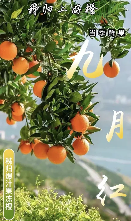 正宗秭归脐橙九月红孕妈妈首选小孩健康新鲜水果应季甜橙