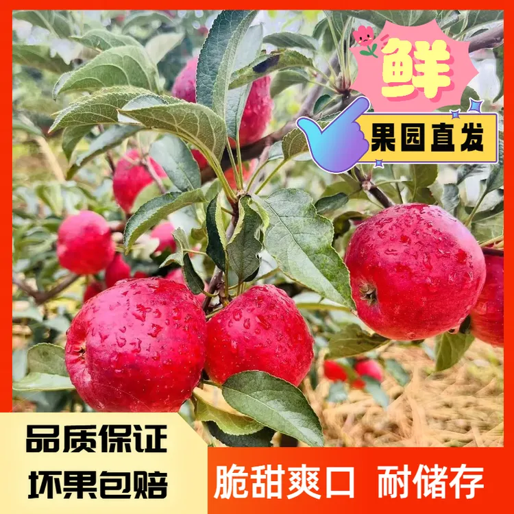 正宗贵州威宁冰糖心丑苹果高原生态种植当季新鲜脆甜当季整箱包邮