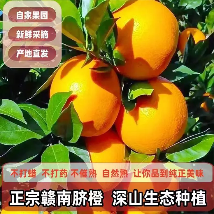 【顺丰包邮】正宗赣南鲜脐橙现摘现发坏果包赔江西甜橙不催熟5斤装