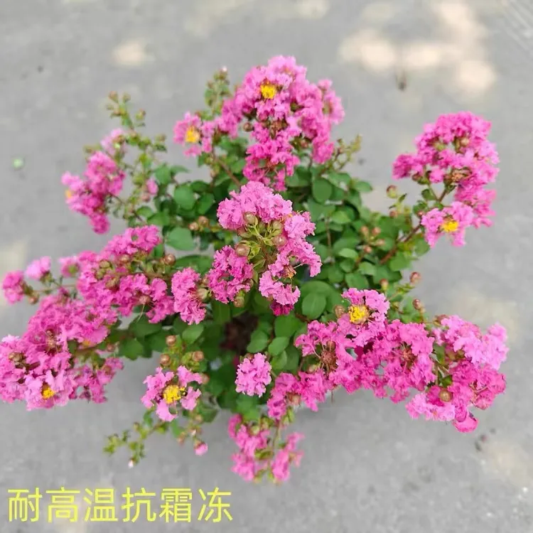 1紫薇花盆栽阳台庭院四季好养绿植盆景耐寒耐高温花卉原盆原土发