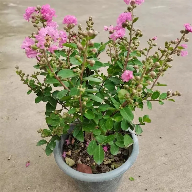 紫薇花树苗盆栽粉色花卉3年老桩阳台庭院绿植好养夏季开花