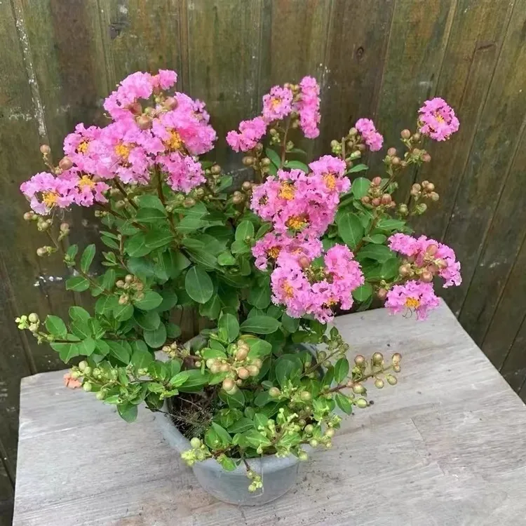 紫薇花盆栽阳台庭院耐高温四季好养绿植盆景耐寒耐高温花卉
