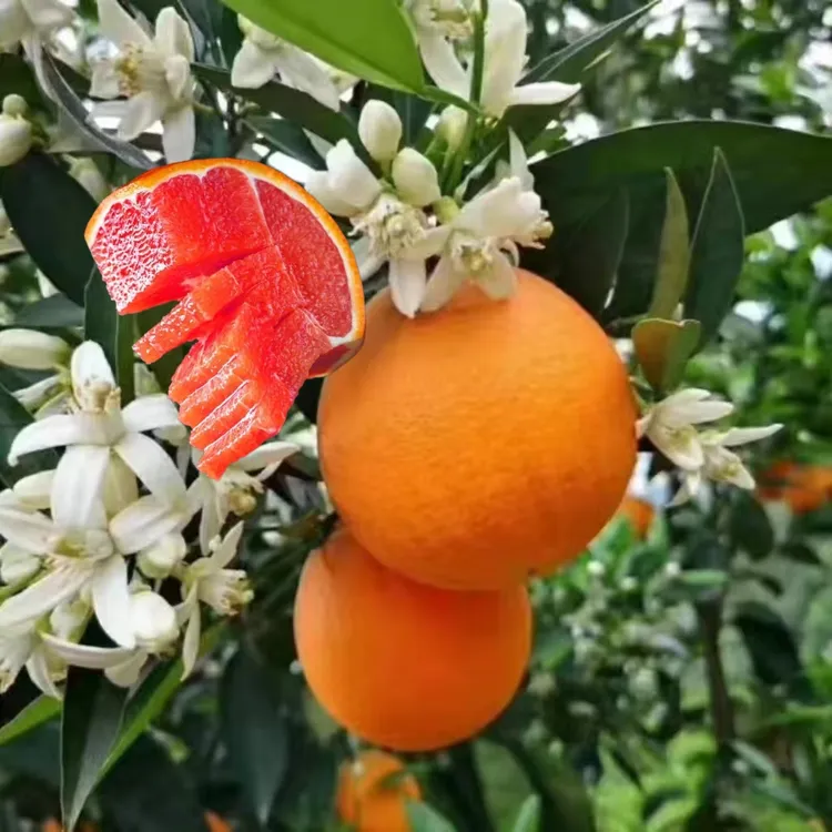 【产地直发】湖北秭归九月红果冻橙血橙伦晚脐橙夏橙孕妇水果包邮