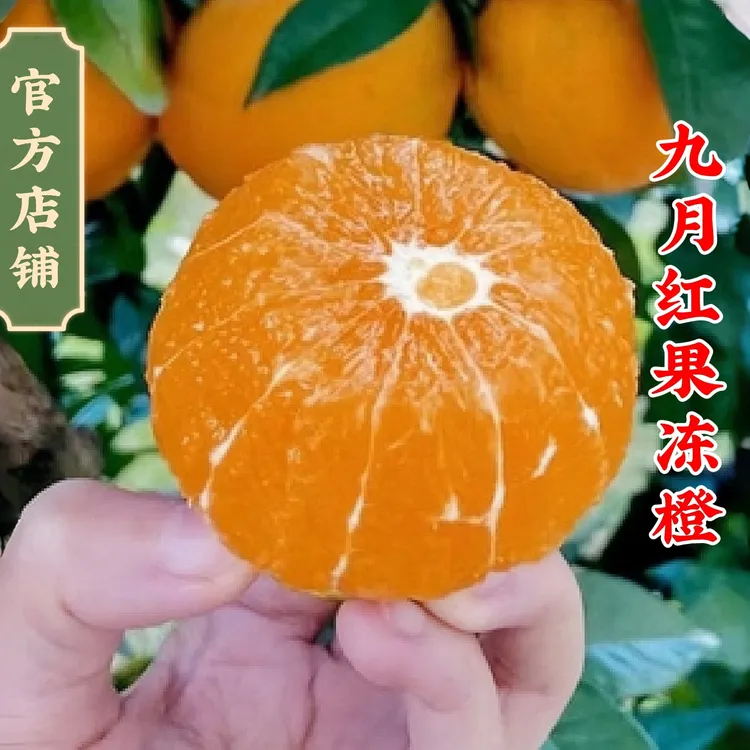 【产地直发】湖北秭归九月红果冻橙血橙伦晚脐橙夏橙孕妇水果包邮