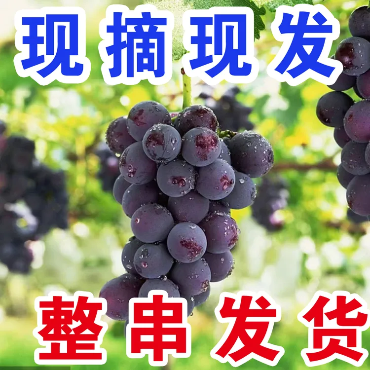 【整串发货】现摘新鲜巨峰葡萄新鲜水果当季有籽非无籽夏黑青提