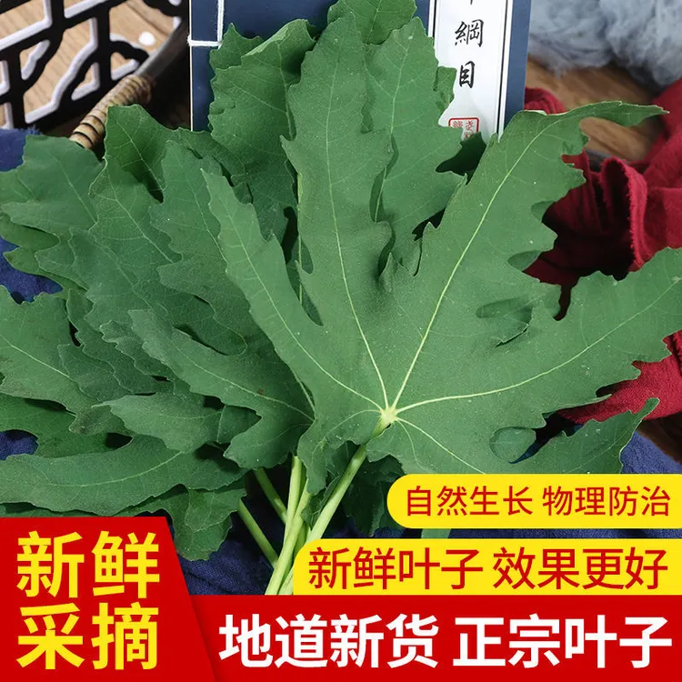 新鲜无花果叶片屁屁救星现摘现发青皮无花果叶子当季孕妇辅乳期