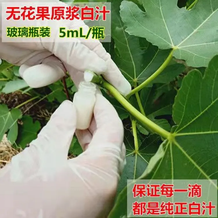 新鲜无花果汁液白汁乳液白浆纯汁原浆乳液青皮无花果茎枝叶汁扁平