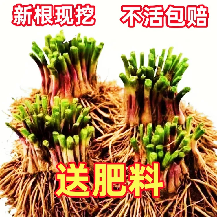 新韭菜根苗现挖紫红根韭菜阳台盆栽四季菜苗籽蔬菜盆景食用无公害