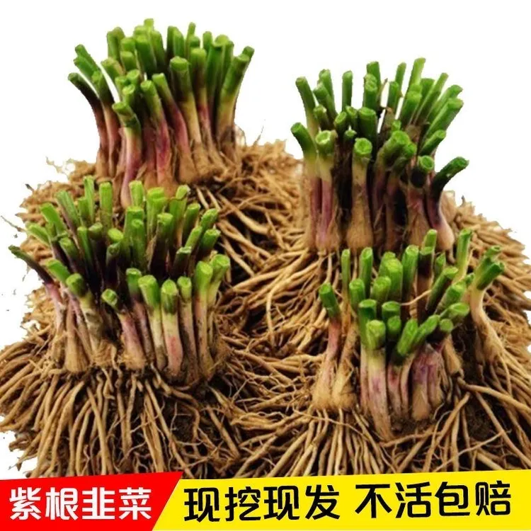 新韭菜根苗紫根宽叶红根四季细叶韭菜根批发盆栽室内阳台蔬菜秧苗