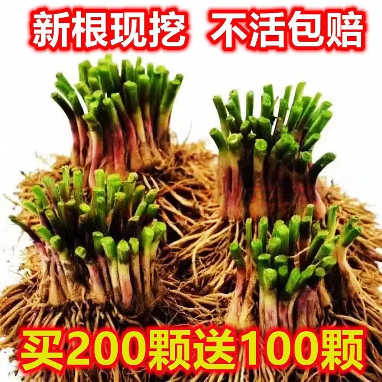 【新春福利买200棵送100棵】现挖新小苗根苗红根四季可种阳台盆栽