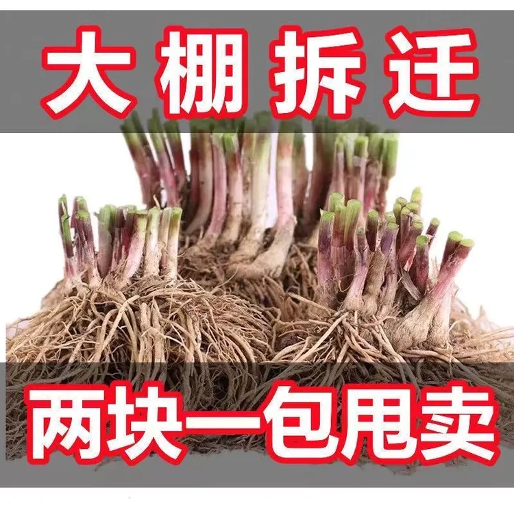【宠粉福利】新韭菜根四季新根苗韭菜菜细叶大号现挖现发韭菜根包邮