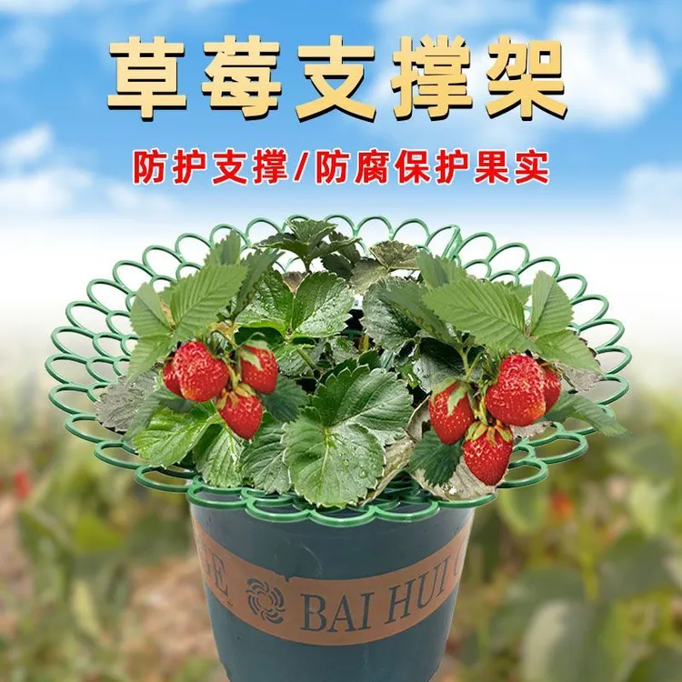 草莓支架托盘园艺用品家庭阳台种植太阳花盆栽苗防腐烂果实支撑架