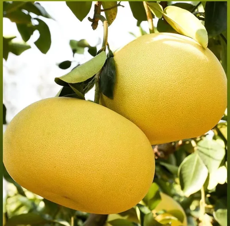 【正宗玉环文旦】中大果当季新鲜水果30年老树种植