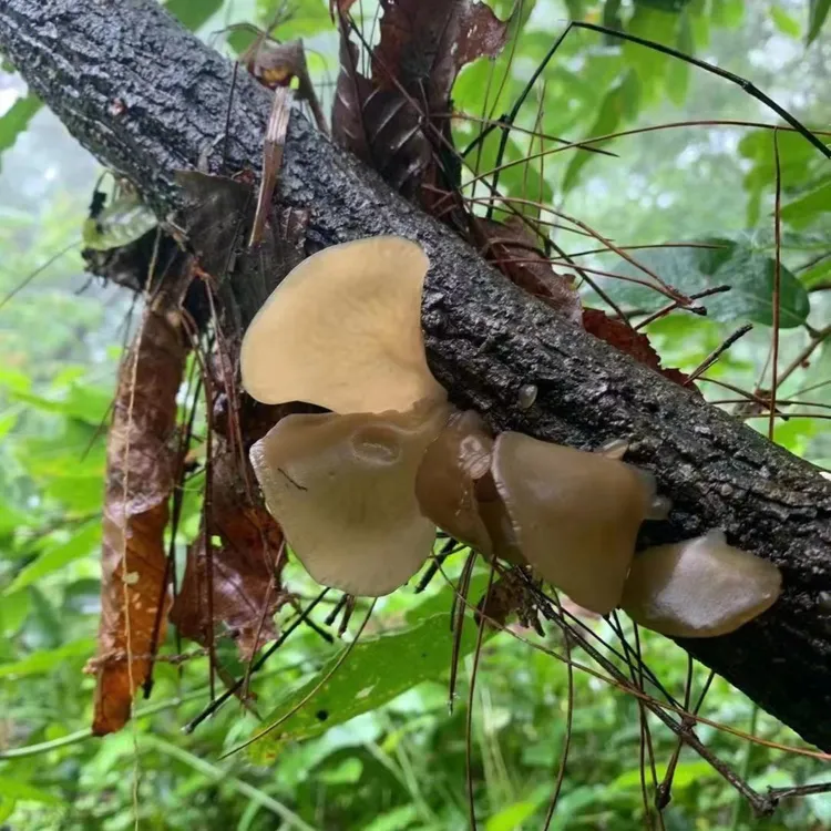 饶河特产山木耳半斤