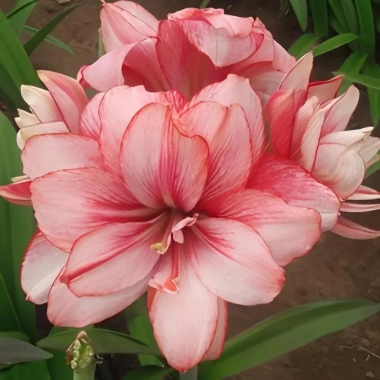 圃朗特园艺秘鲁进口朱顶红种球重瓣系列梦幻梦露蒂卡莲花卡布鲁斯