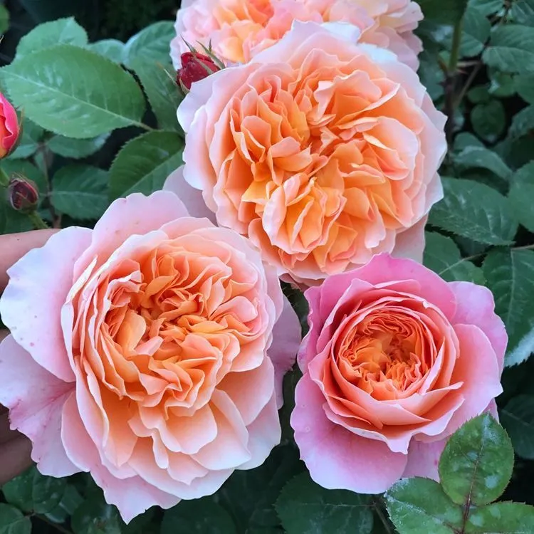 欧月印象派美国大花藤本月季浓香庭院阳台盆栽四季爬藤植物