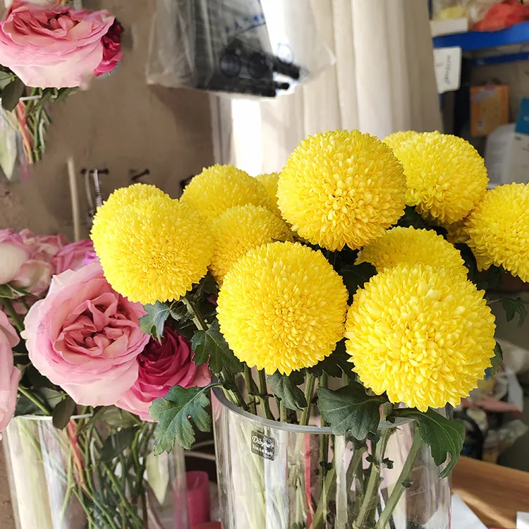乒乓菊球型鲜花鲜切花客厅水养装饰插花送人云南昆明鲜花