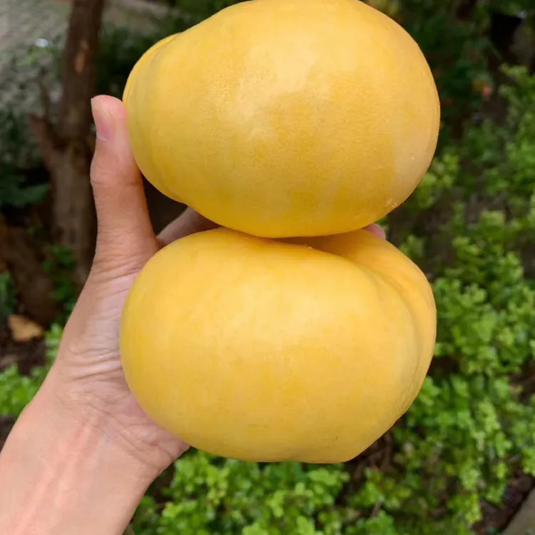 浓郁蜜甜山东沂蒙山黄金油蟠桃扁桃爆甜蒙阴蜜桃彩虹桃现摘现发