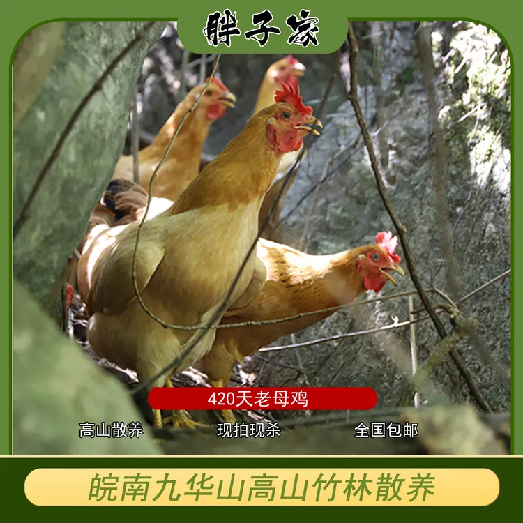 【400天的老母鸡】九华山 高山散养 土鸡 老母鸡