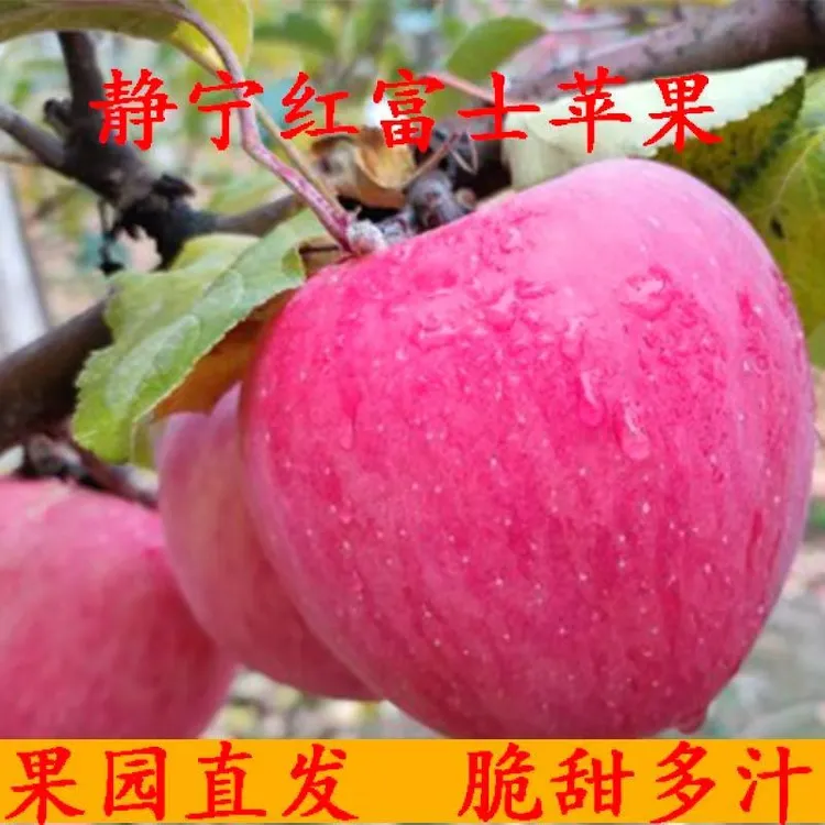 【2024新果】甘肃静宁苹果静宁红富士苹果脆甜多汁现摘现发整箱包邮