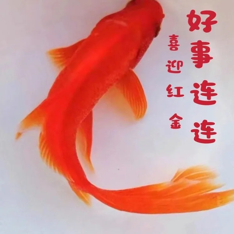 中国红草金鲫鱼家养宠物小缸好养耐活冷水淡水金鱼批发零售