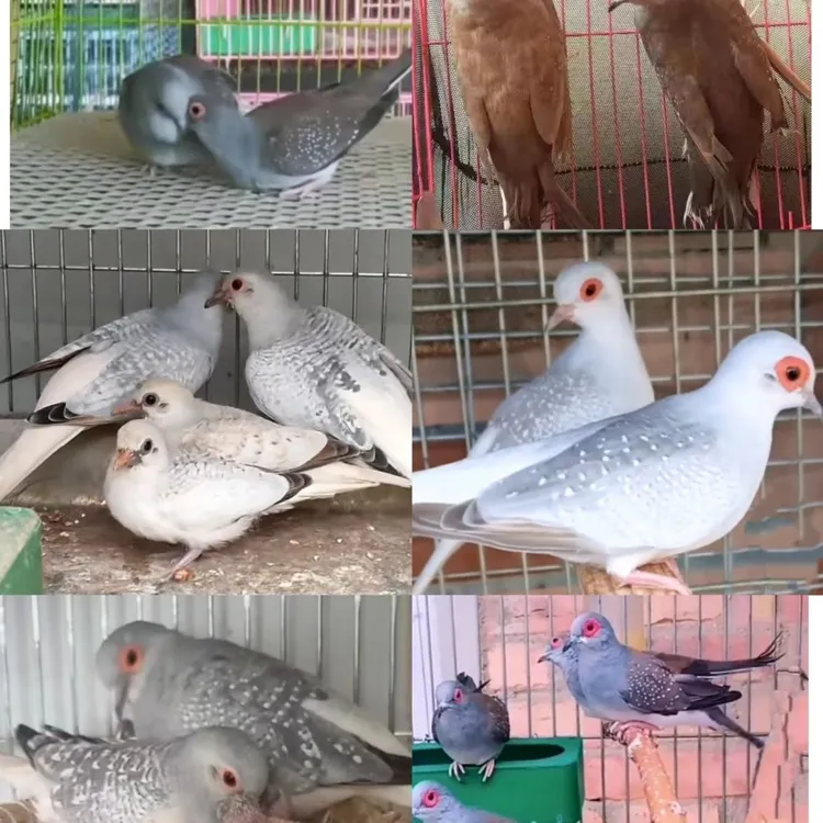 澳大利亚小型雪鸽宠物薄原始驼色蓝白银色浅白尾魔术观赏鸽鸟