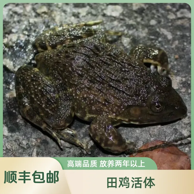 <精品活田鸡3斤5斤>放养稻田青蛙山区泉水4两左右顺丰包邮湖南发