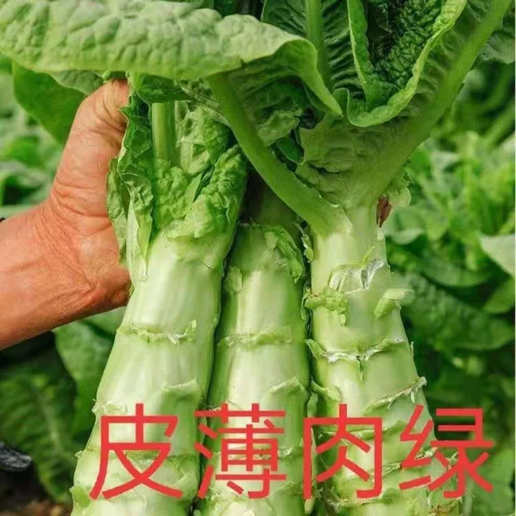 四季莴笋种子清香脆嫩莴苣种籽庭院阳台耐热耐寒蔬菜种孑大